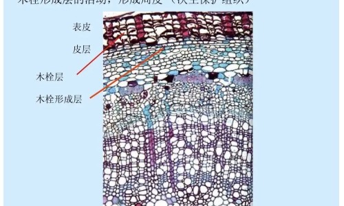 爵床的功效与作用网爵床的功效与作用主治知识网站,分享爵床的功效与作用和禁忌大全