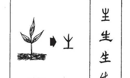 爵床的功效与作用的功能与主治-爵床的功效与作用网爵床的功效与作用主治知识网站,分享爵床的功效与作用和禁忌大全